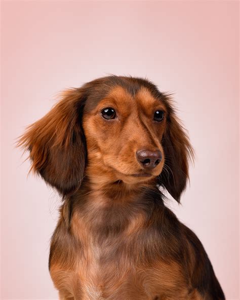 fotografo de perros bogota ,fotografo de perros colombia ,books de ...