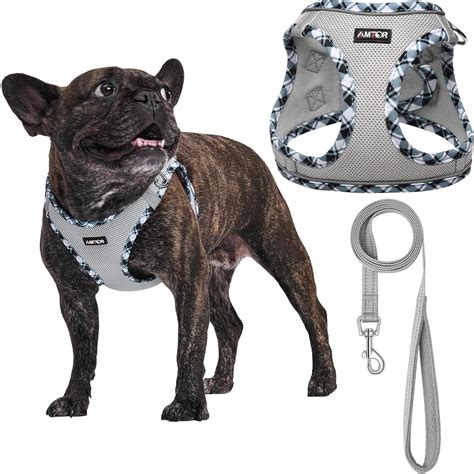 Amazon.com : AMTOR Small Dog Harness with Leash Set, No Escape Easy ...