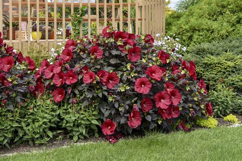 Are Hardy Hibiscus Perennials at Lance Upshaw blog