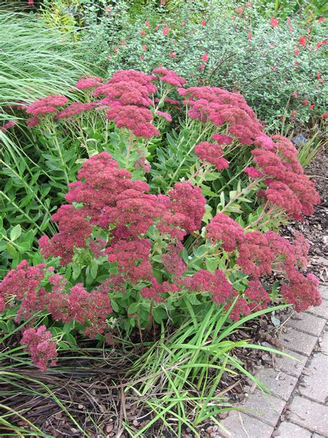 Sedum Spectabile Autumn Joy