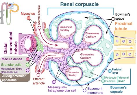 Kidney Cell