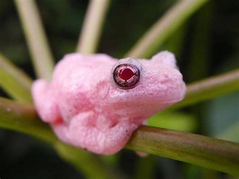 Image result for Pink Tree Frog