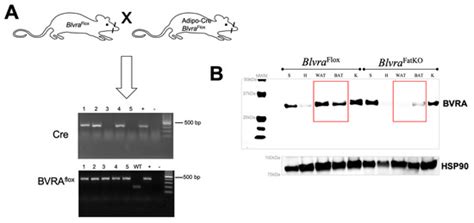 Biliverdin Reductase A (BVRA) Knockout in Adipocytes Induces ...