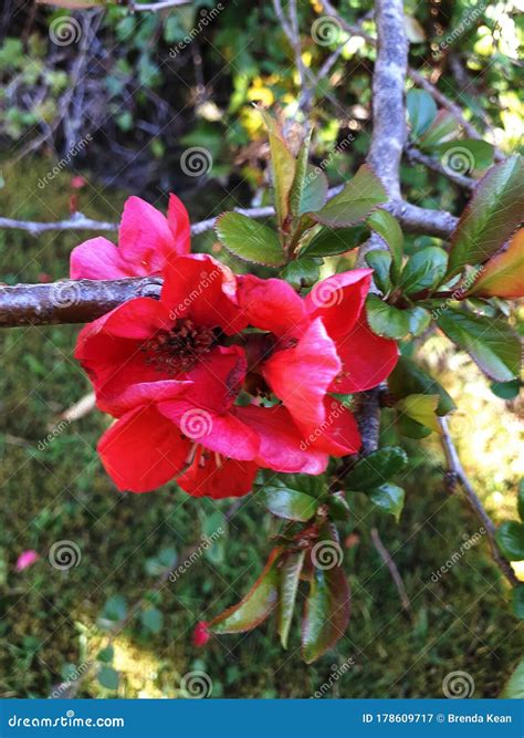 Red Flowers of the Quince Bush in Early Spring Stock Image - Image of ...