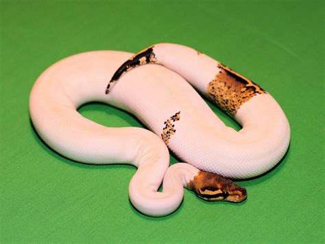 Image result for Ivory Ball Python