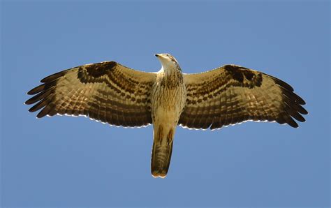 Details : European Honey Buzzard - BirdGuides