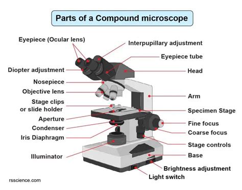 Compound Microscope Parts – Labeled Diagram and their Functions - Rs ...