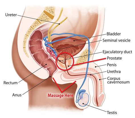 Self Prostate Massage Techniques