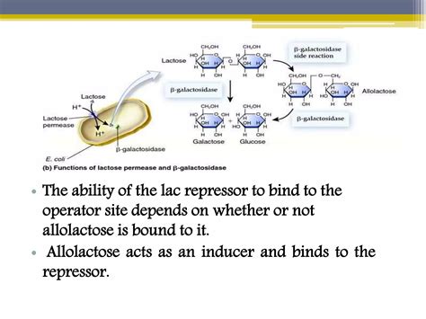 Image result for Positive Und Negative Regulation Lac Operon Chart