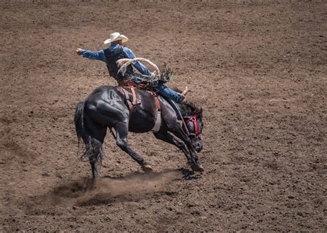 Discover 'Midnight' — The Largest Bucking Horse in Rodeo History - A-Z Animals