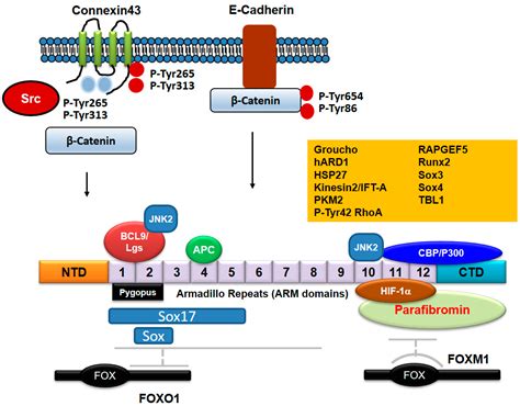 Cross-Talk between Wnt Signaling and Src Tyrosine Kinase