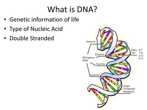 Image result for DNA Introduction