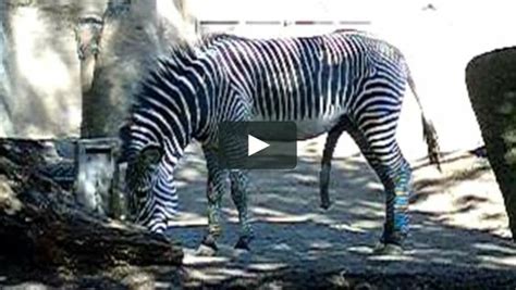 Image result for Zebra Breeding Clips