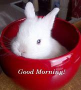 Image result for Cartoon Good Morning Bunny and Bear