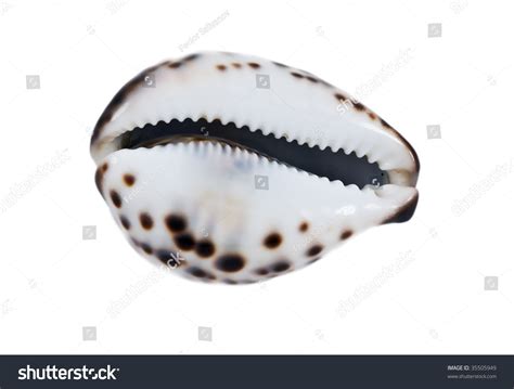 Image result for Ancient Tiger Shell