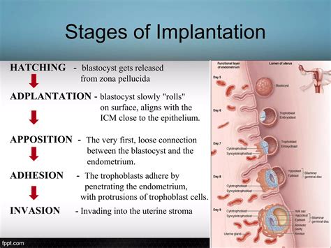 Implantation | PPT