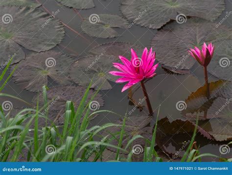 Lotus Stem Water, Red Indianwater Lily Scientific Name: Nymphaea Lotus ...