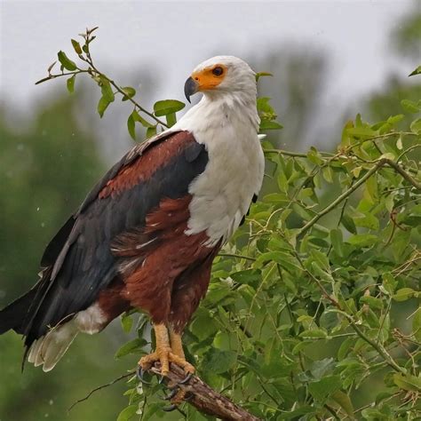 Habitat Of Fish Eagle
