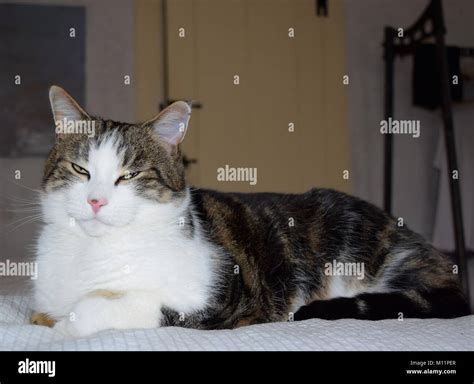 Black And White Tabby Cats