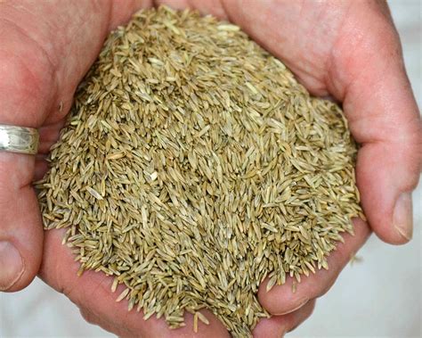 What Is Rye Seed | Storables