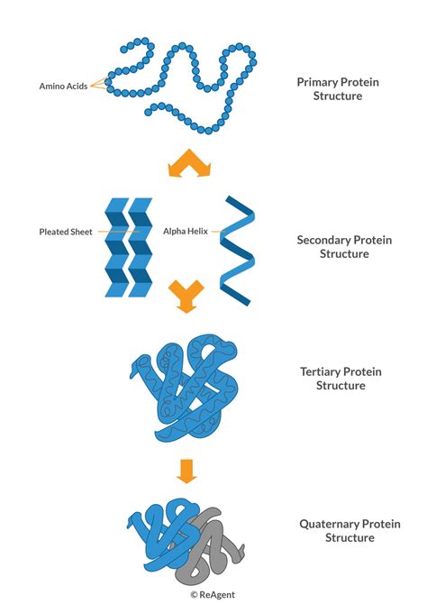 Types of Amino Acids and Their Functions
