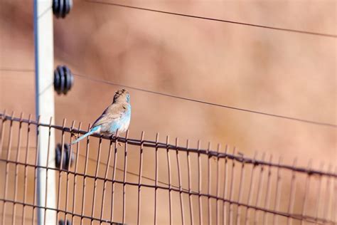 Image result for Exploding Bird