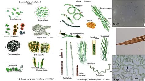 Unicellular Definition