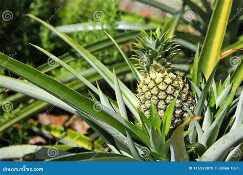 When Is Pineapple Ripe