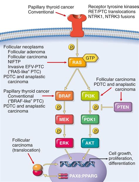 The Endocrine System - Clinical Tree
