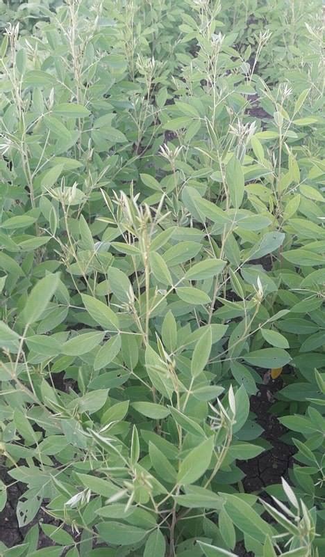 This is the time to protect Pulse Farmers in Marathwada – SANDRP