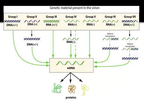 VIRUSES CLASSIFICATION , LIFE CYCLE OF VIRUSES. CHARACTERISTICS OF VIRUSES | PPTX
