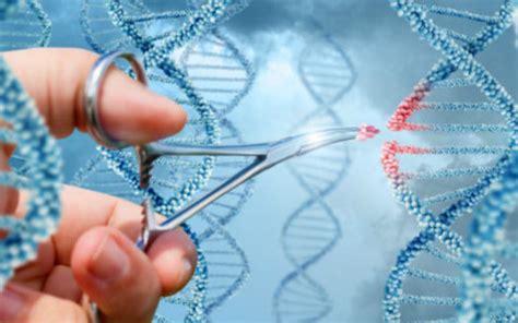 Comment Reprogrammer ADN 的图像结果