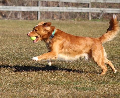 AKC Fetch Test at Bucks/Trenton Kennel Club Dog Show, Mercer County ...