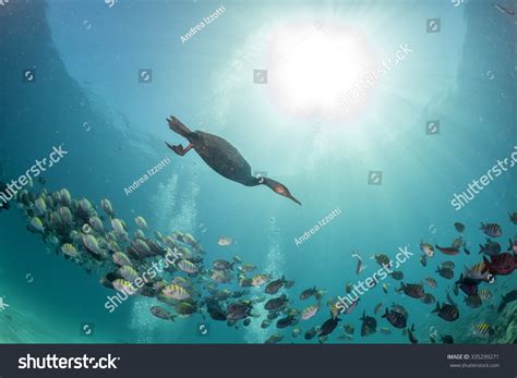 Cormorant Diving