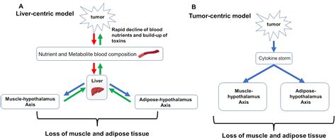 Defining and Addressing Research Priorities in Cancer Cachexia through ...
