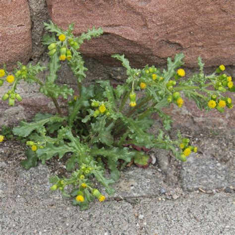 Senecio vulgaris