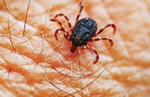 Best Pest Control Services in Delhi NCR - Mourier Pest Control