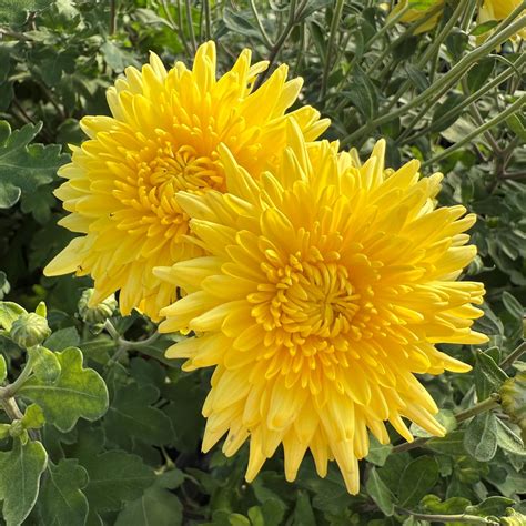 Muted Sunshine Perennial Mum Plants for Sale | GrowJoy