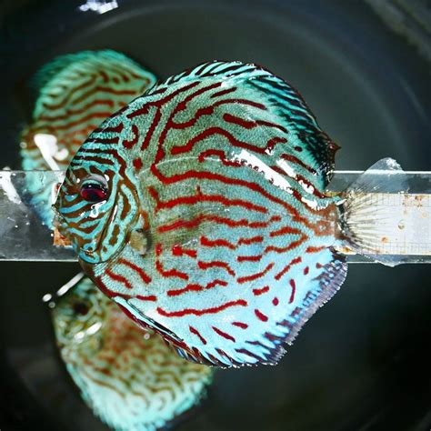 Image result for Blue Turquoise Discus