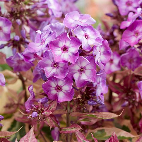 Phlox - Tall - Olympus – Plantcetera