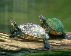 小乌龟经常不吃东西，或者吃一半吐一半是怎么回事？ - 哔哩哔哩