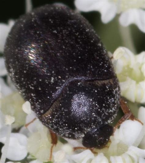 Image result for Microcrypticus Scriptum