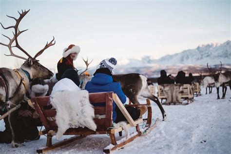 Tromso Sami Experience | Authentic Reindeer Tours & Sami Culture