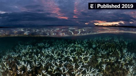 Effects Of Global Warming On Marine Life