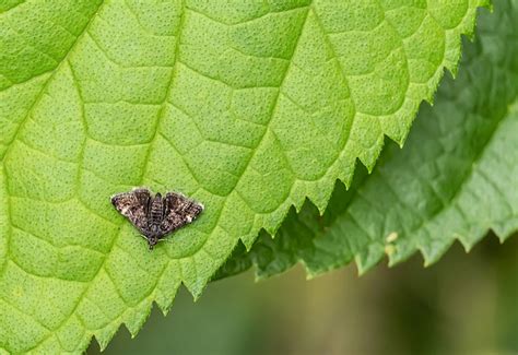 Image result for Moth Insect