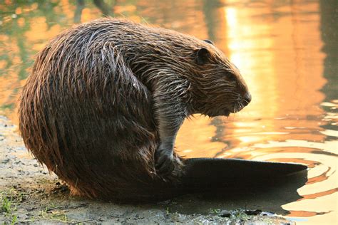 Difference Between Groundhog and Beaver | Difference Between ...