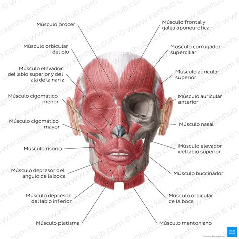 Músculos de la cara: Anatomía y funciones | Kenhub
