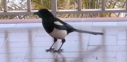 ¿Es cierto que las urracas roban joyas?