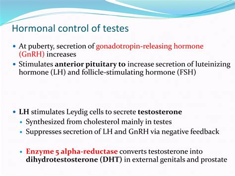 Spermatogenesis (Male Reproductive System-2) | PPTX