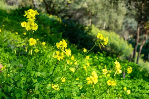 Know More About the Wood Sorrel Plant – Ugaoo